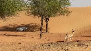 #Dubai Desert Conservation Reserve | Al Maha (Arabian Oryx) with Arabian Gazelle in the desert.