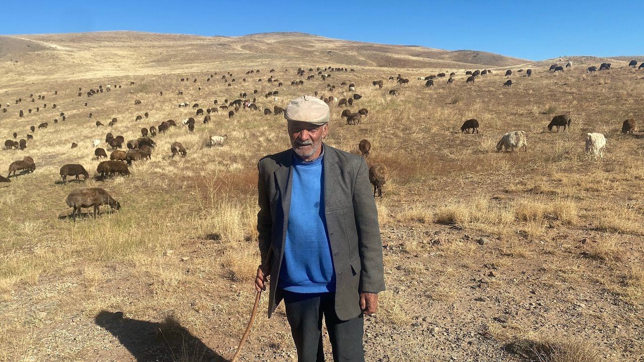 70 YAŞINDA KOYUN SEVDALISI ŞAKİR AMCA 600 KOYUN İLE DAĞLARDA.