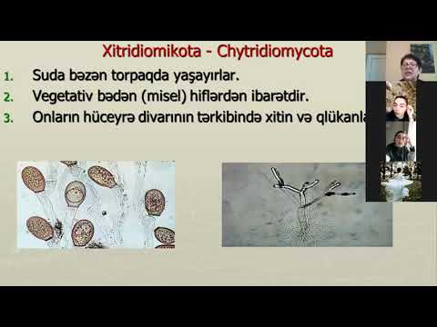 Video: Zygomycota necə çoxalır?