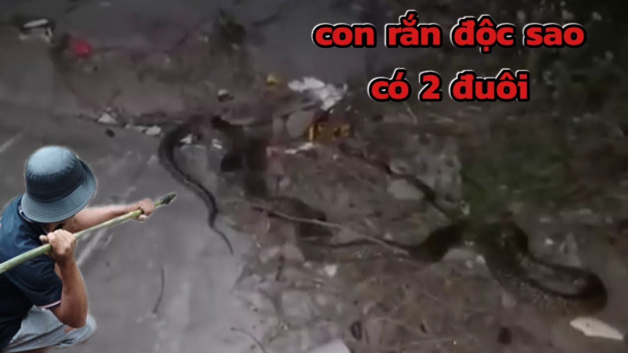 SĂn đêm tuởng đâu rắn 2 đuôi nào ngờ cả hai điều độc#hcmt