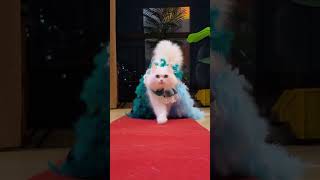 My Cats Red Carpet Debut A Feline Fashion Star Catwalkshow Modelcat Everythingislovelyp