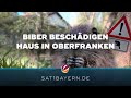 Biberfamilie untergräbt Haus? Tierische Untermieter richten Schaden an