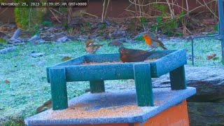 Holy Loch And Garden Wildlife Dunoon Scotland