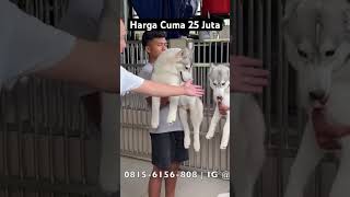 Harga Cuma 25 Juta - Anjing Serigala