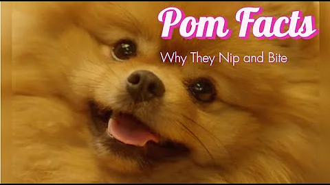 Pom Facts: Why Pomeranians Nip and Bite | August the Curious Pom