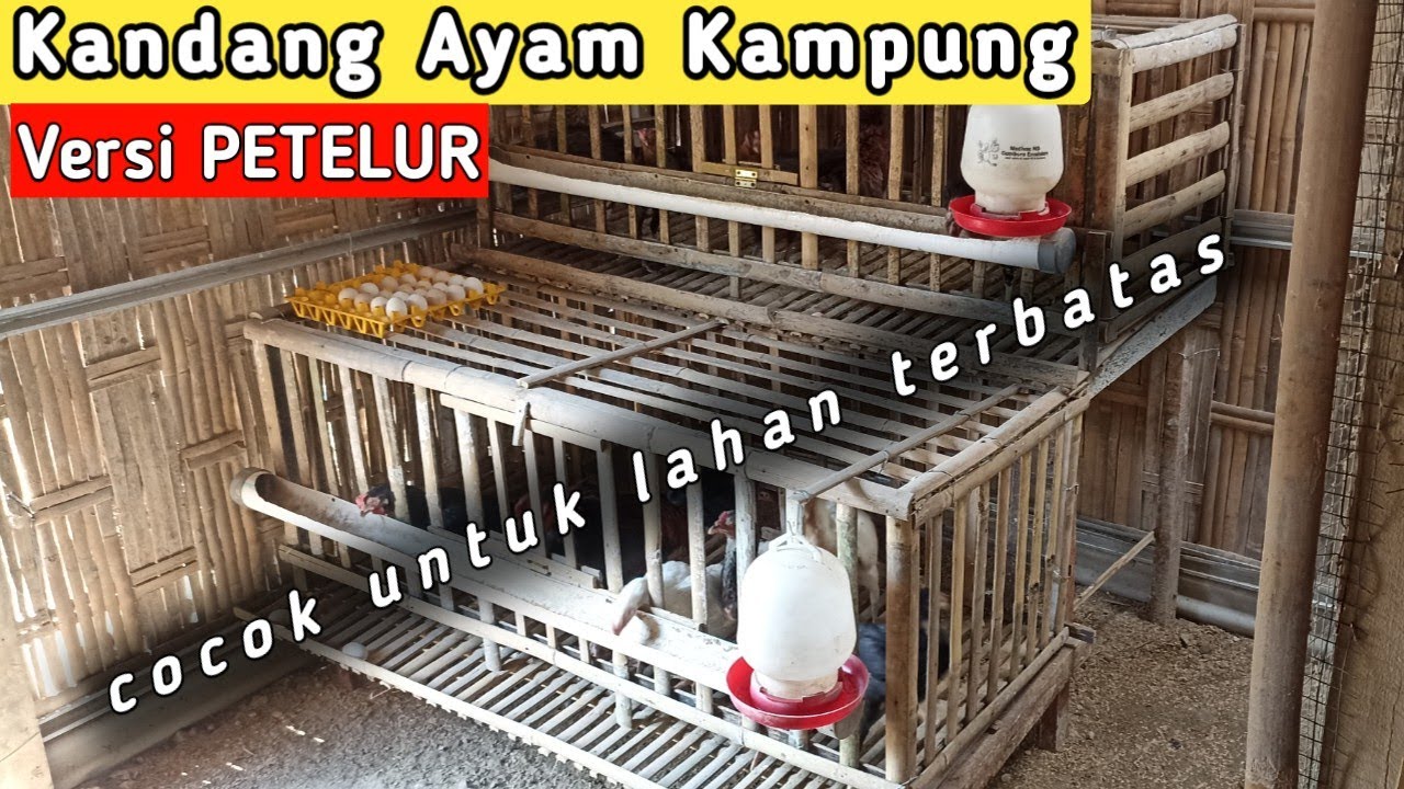 kandang ayam kampunģ petelur - kandang ayam kampunģ di lahan sempit