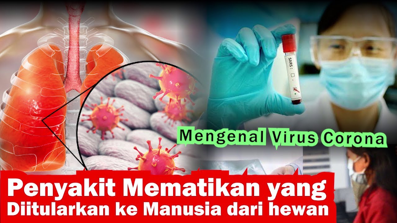Mengenal Virus Corona Penyakit Mematikan Yang Diitularkan Ke