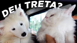 JUNTAMOS NOSSAS CACHORRAS COM NOSSOS GATOS!