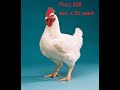 Цыплята бройлеры вес в 30 дней. Брессгальские куры вес в 30 дней.