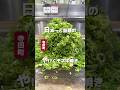 日本一と話題のヤケクソねぎ焼【たぴおか食堂】