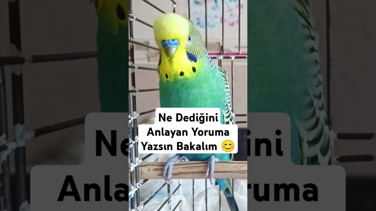 Ne Dediğini Anlayan Yoruma Yazsın Bakalım 😊 #muhabbetkusu #muhabbetkuşufıstık #muhabbetkuslari