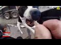 Dog Attacks Sheriff's Deputy During Traffic Stop