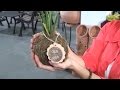 Planta sin maceta , uno de los atractivos de la Expo Flora 2015