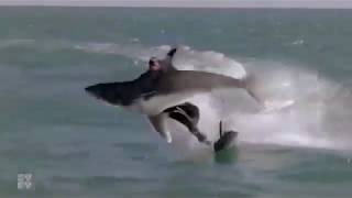 Empire Of The Sharks 2017First Battle