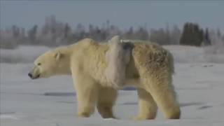Аида Ведищева - Песня про медведей