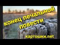 Сбор лимонника/kартошки. net/собака переехала и другие новости Амурской усадьбы