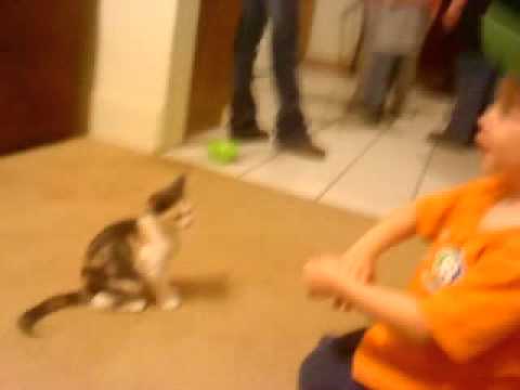 Download Kid beats kitty cat, man beats kid