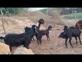 Super goat meeting  animal meeting