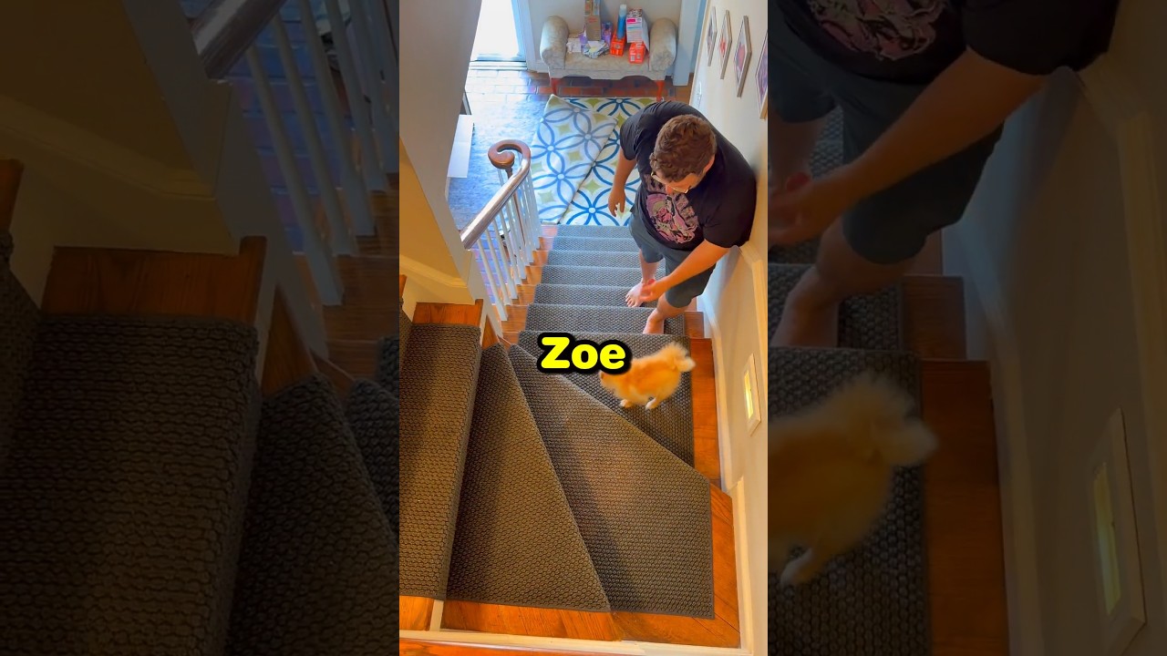 Upstairs Gate for his Dog! 😭