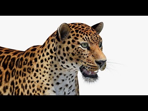 Amur Leopard 3D Model video