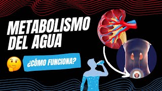 METABOLISMO DEL AGUA