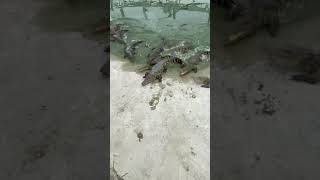 The Crocodiles cant see their leg