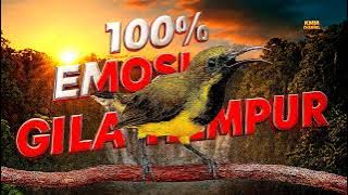 100% EMOSI GILA TEMPUR‼️ Pancingan sogon agar bunyi