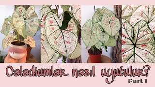 Caladiumlar Nasıl Uyutulur? Part 1, Caladium Kış Bakımı