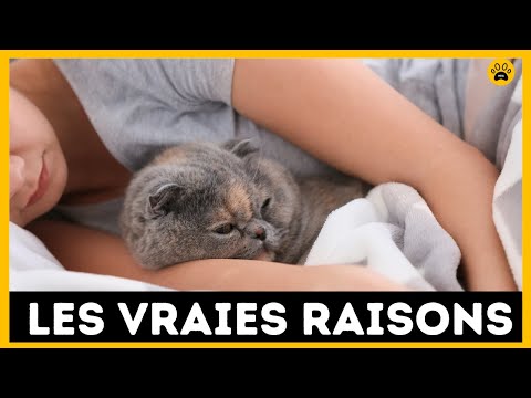 Vidéo: Pourquoi mon chat pisse-t-il sur mon lit?