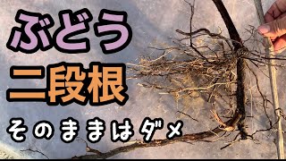 ぶどう苗木「二段根の処理」林ぶどう園 2021-3-14