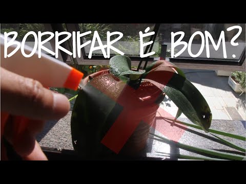 Vídeo: Por que pulverizar as plantas com água?