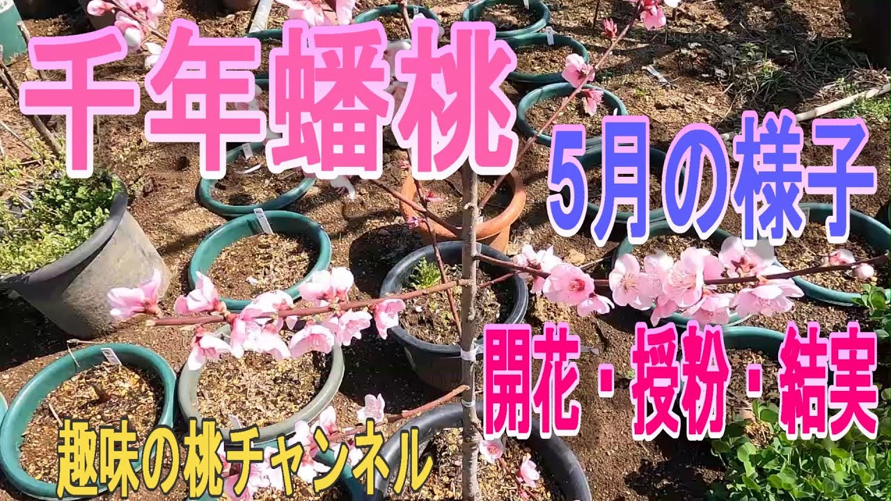 千年蟠桃】5月の様子 開花・授粉・結実 24/6/10 - YouTube