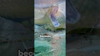 This Island Has Thousands of Deadly Snakes 😱🐍 (Forbidden Place)