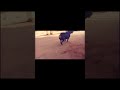 Rottweiler vs normal dog  so aggressive attack 