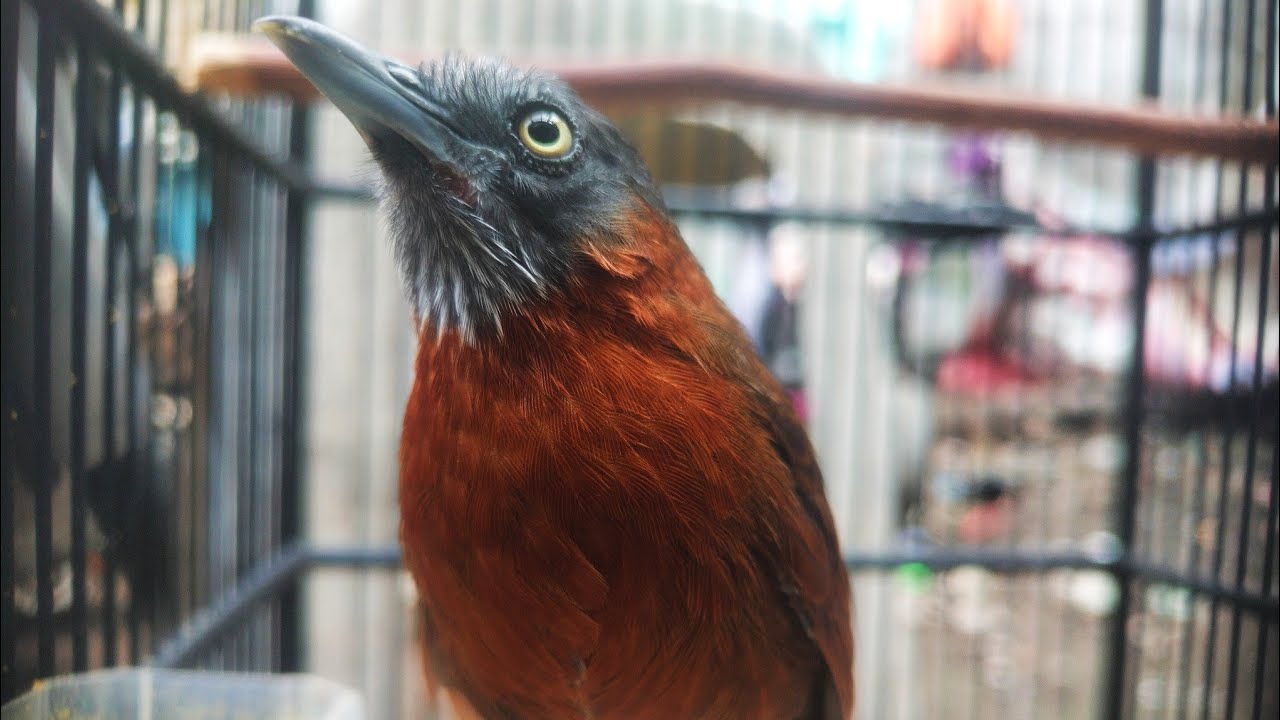 PANCINGAN TEPUS KEPALA ABU BAHAN !! SUARA NGEBREN PANJANG AND NYIUL