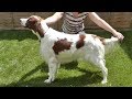 Dog Breed Video: Irish Red and White Setter の動画、YouTube動画。