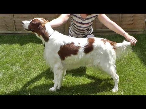 setter red and white