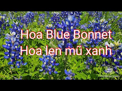 Video: Texas Blue Bonnet: Cách trồng hoa Bonnet xanh trong vườn