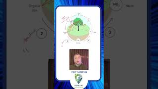 Azot Döngüsü Şfet