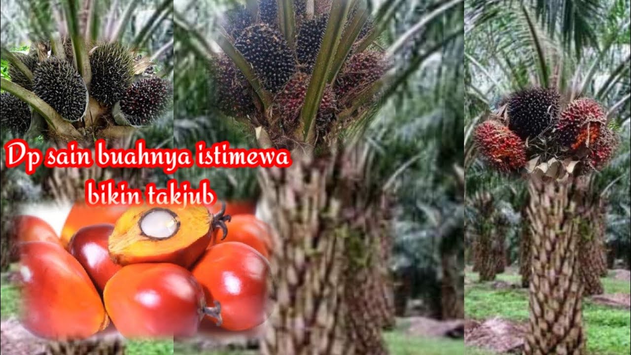 @ #antowijaya DP sain 1 calabar semakin super buahnya memang teruji #sawit #bibitunggul #ppks