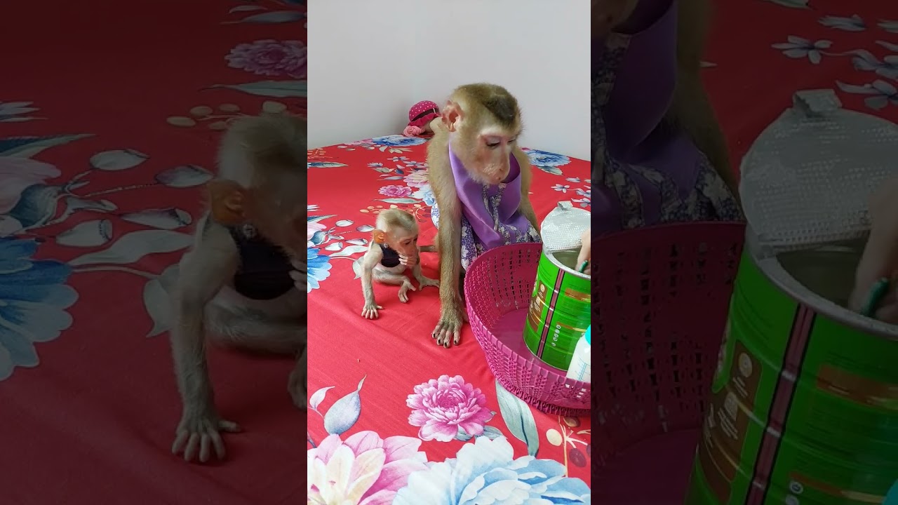 Cici Waiting For Milk Till Asleep 