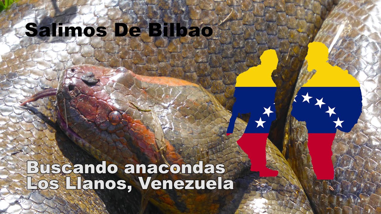 🐍 Capturando anacondas en Los Llanos, Venezuela