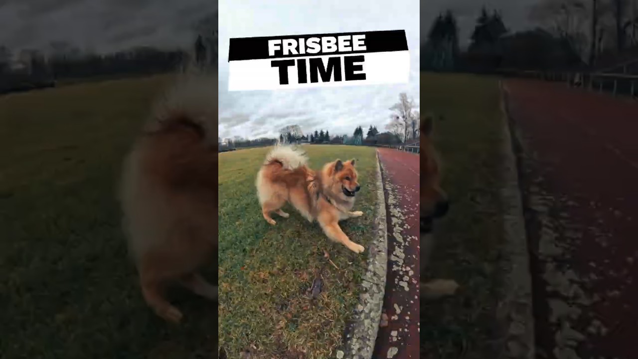 Frisbee-Action mit meinem Eurasier Akamaru