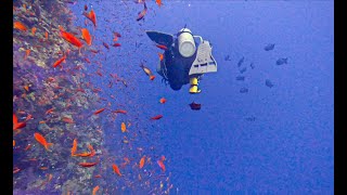 Diving The Red Sea, Part I: Colorful Aquatic Life.