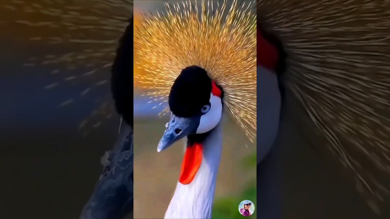 The most beautiful crowned birds 