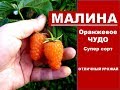 Малина выращивание и уход.Крупные и вкусный Сорт Ремонтантной малины Оранжевое Чудо для Сибири.Отзыв