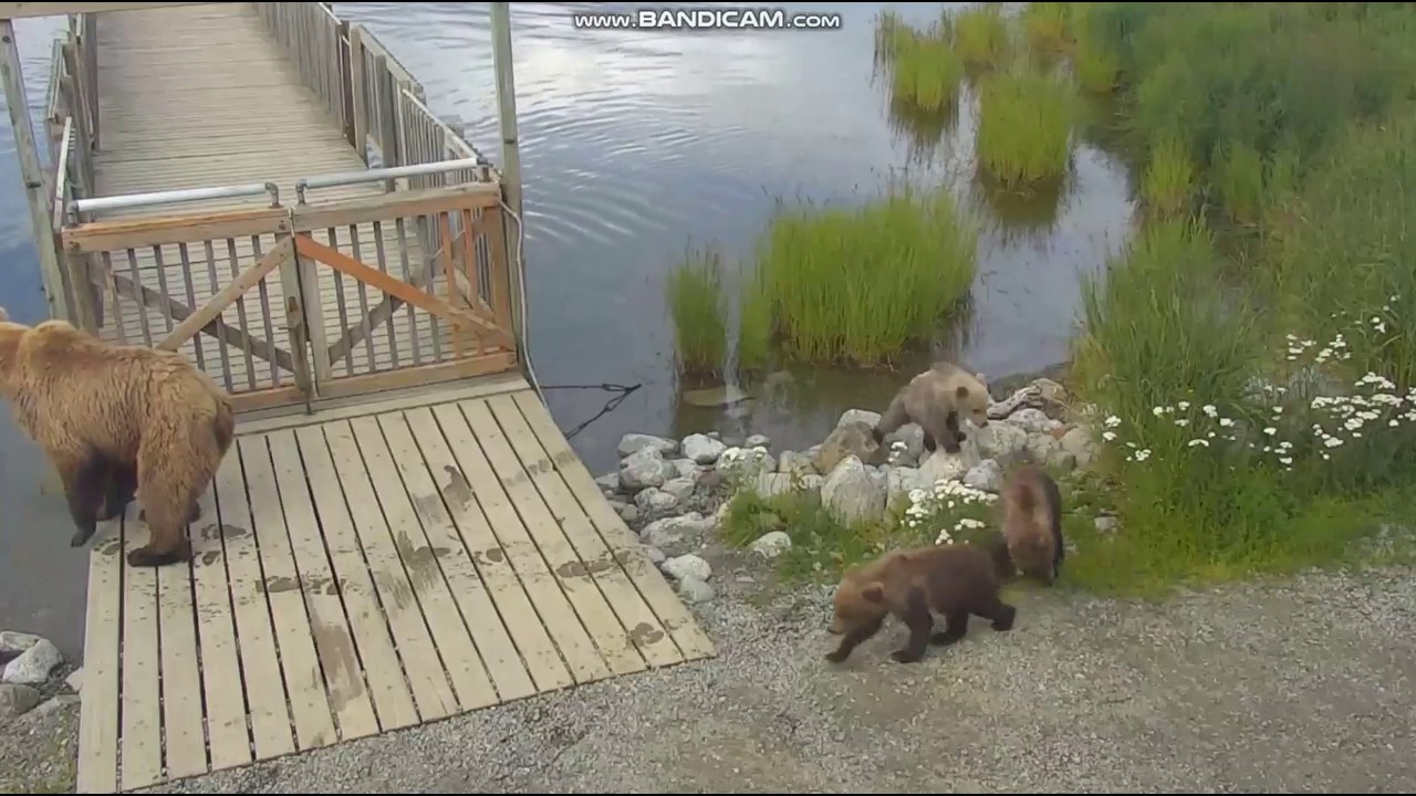 Bear 482 with 3 Coys Brooks Falls Katmai 2018 07 15 YouTube