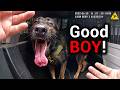 K-9 Ends It Fast for a Murder Suspect