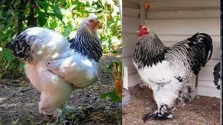 light brahma chickens | brahma chicken