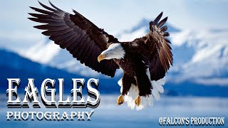 Amazing Eagles Photography Eagles Pics Eagles Flight Pics